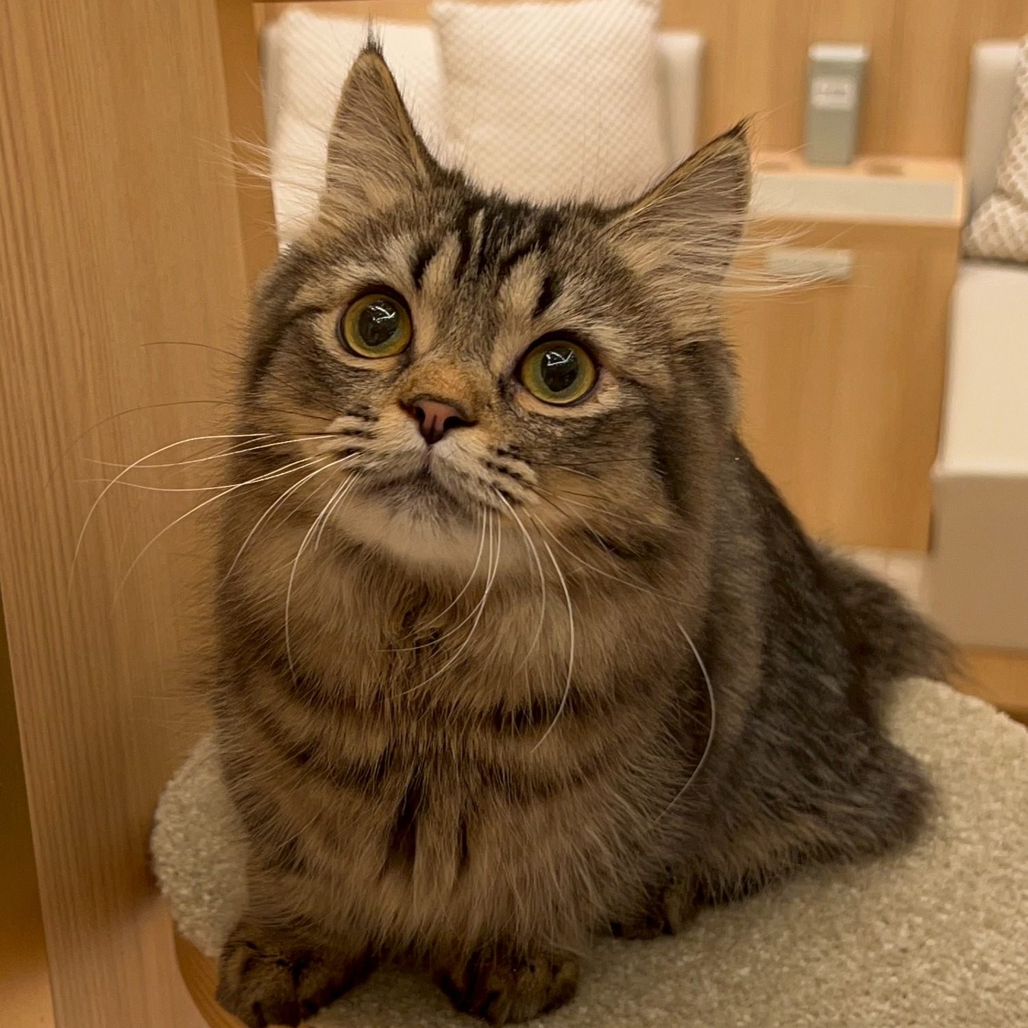 すだち